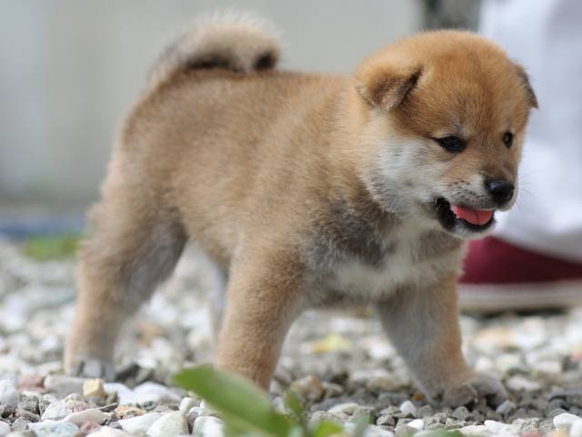 fp5a9471-puppy fp5a9471-puppy
