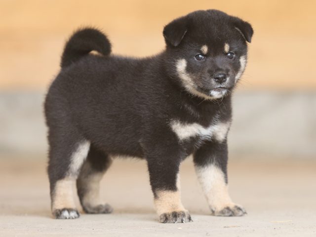 fp5a9490-puppy fp5a9490-puppy