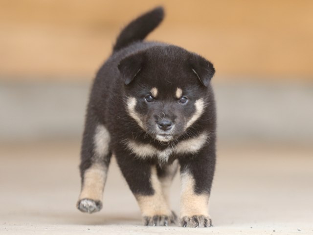 fp5a9541-puppy fp5a9541-puppy