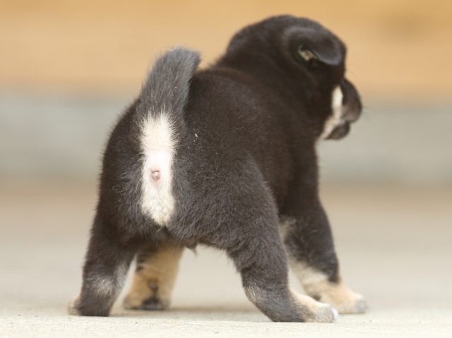 fp5a9558-puppy fp5a9558-puppy
