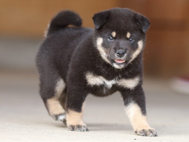 fp5a9570-puppy fp5a9570-puppy