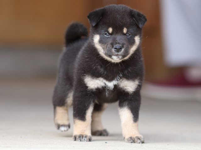 fp5a9582-puppy fp5a9582-puppy