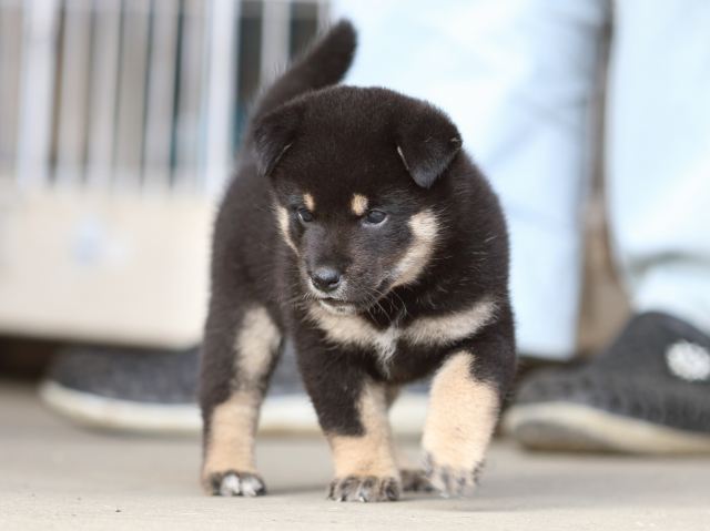 fp5a9593-puppy fp5a9593-puppy