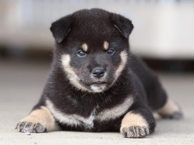 fp5a9609-puppy fp5a9609-puppy