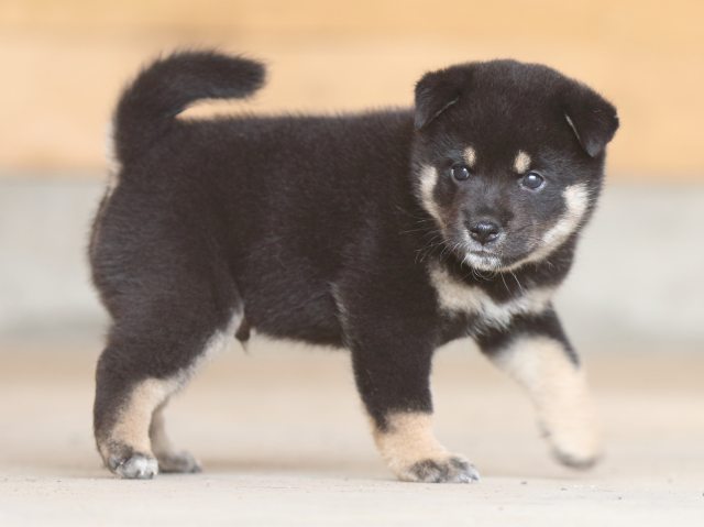 fp5a9649-puppy fp5a9649-puppy