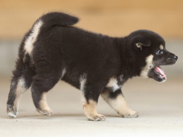 fp5a9686-puppy fp5a9686-puppy