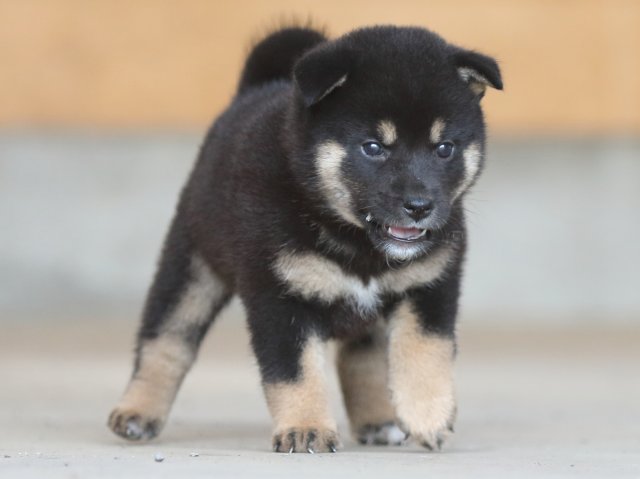 fp5a9732-puppy fp5a9732-puppy