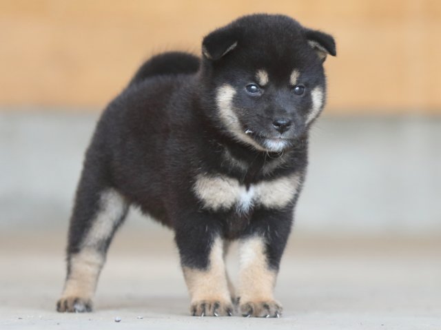 fp5a9735-puppy fp5a9735-puppy