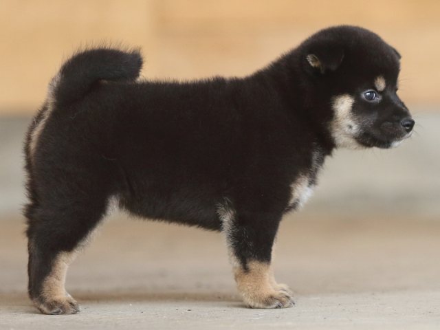 fp5a9770-puppy fp5a9770-puppy