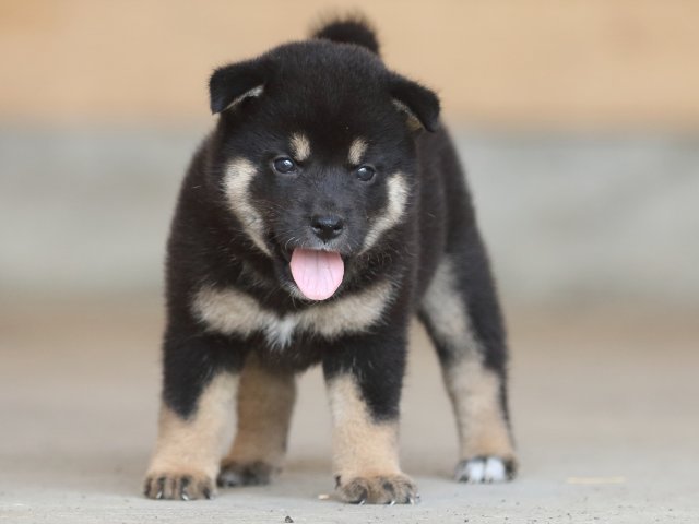fp5a9797-puppy fp5a9797-puppy