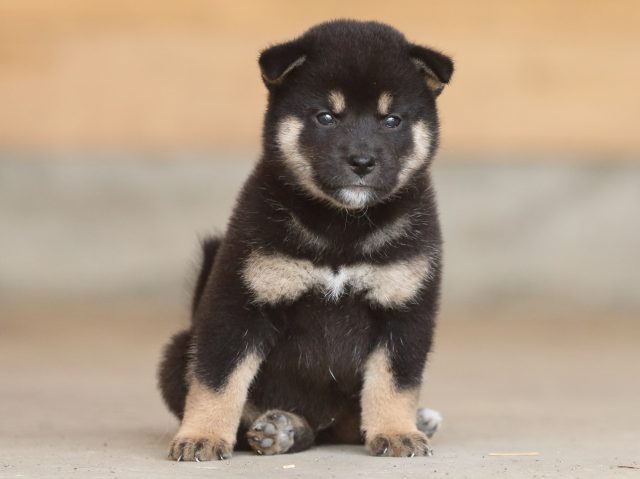 fp5a9812-puppy fp5a9812-puppy