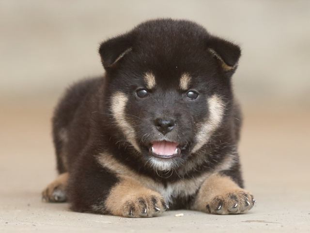 fp5a9824-puppy fp5a9824-puppy