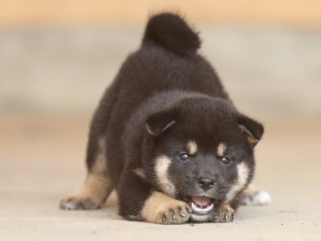 fp5a9831-puppy fp5a9831-puppy