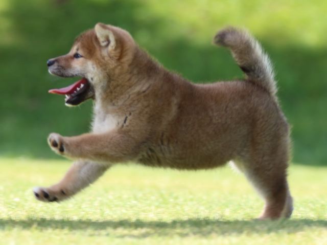 fp5a9936-puppy fp5a9936-puppy