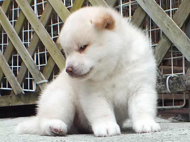 00000109-puppy 00000109-puppy