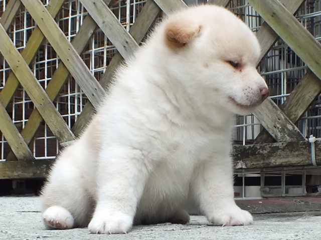 00000111-puppy 00000111-puppy
