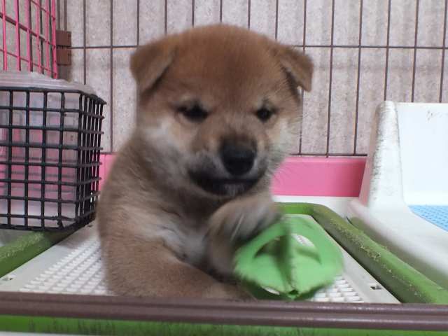 00000111-puppy 00000111-puppy
