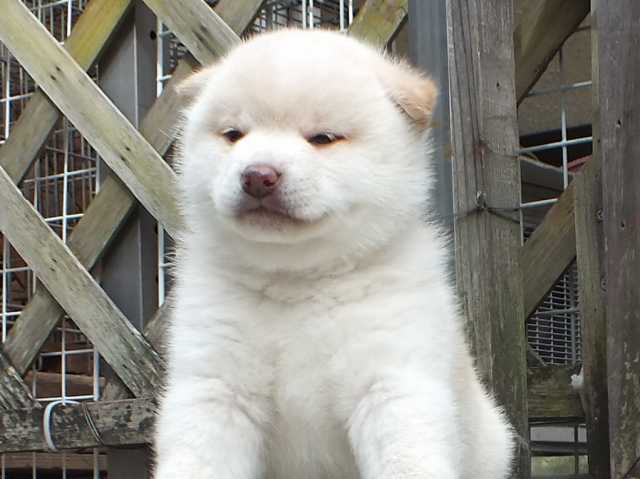 00000112-puppy 00000112-puppy