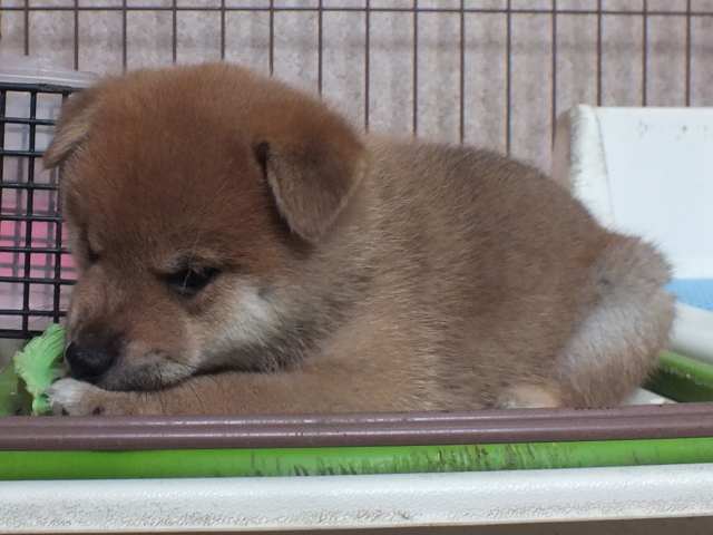 00000112-puppy 00000112-puppy