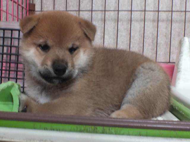 00000113-puppy 00000113-puppy