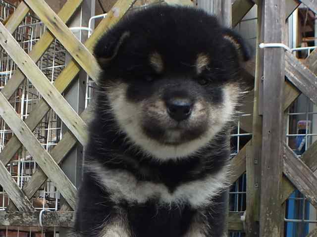00000116-puppy 00000116-puppy