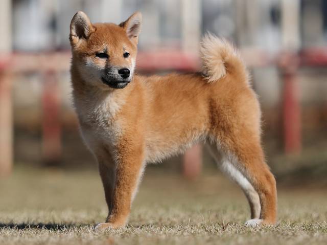 AI5I0561-puppy AI5I0561-puppy