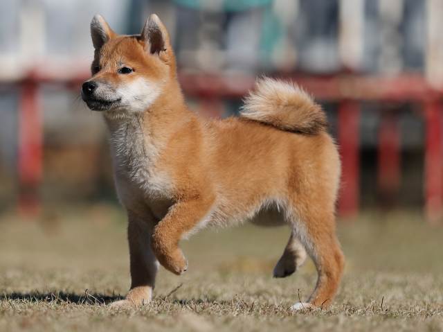 AI5I0569-puppy AI5I0569-puppy