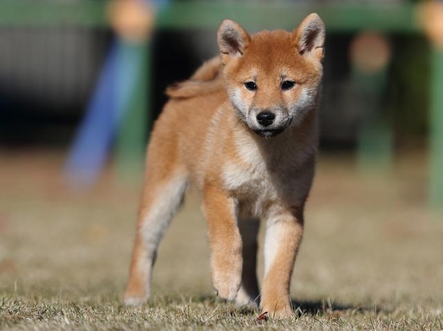 AI5I0588-puppy AI5I0588-puppy