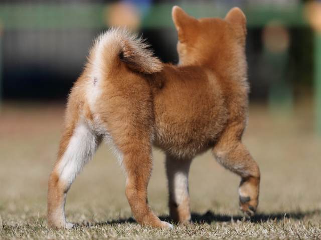 AI5I0598-puppy AI5I0598-puppy