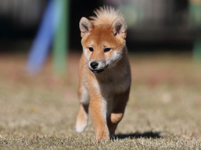 AI5I0610-puppy AI5I0610-puppy