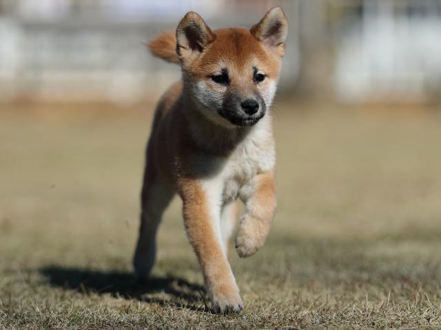 AI5I0669-puppy AI5I0669-puppy