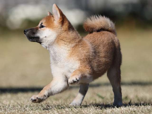 AI5I0735-puppy AI5I0735-puppy