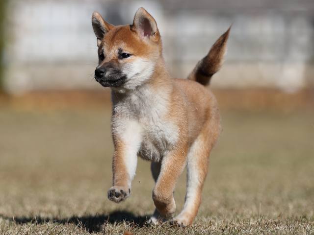 AI5I0751-puppy AI5I0751-puppy