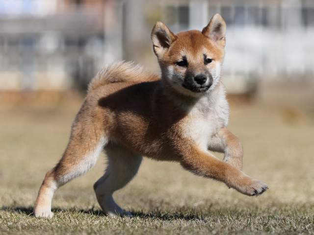 AI5I0763-puppy AI5I0763-puppy