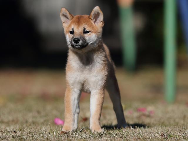 AI5I0774-puppy AI5I0774-puppy