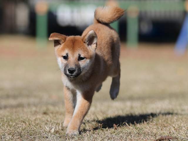 AI5I0798-puppy AI5I0798-puppy