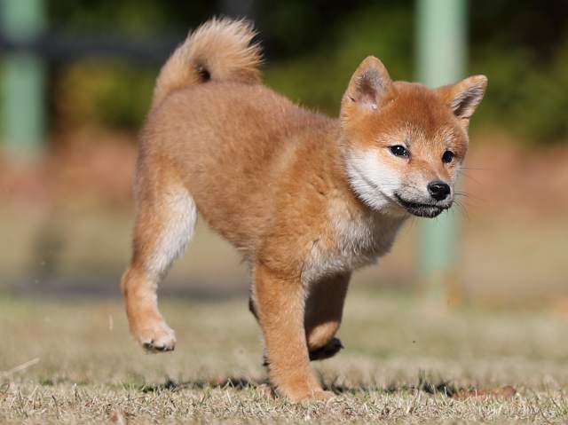 AI5I0907-puppy AI5I0907-puppy
