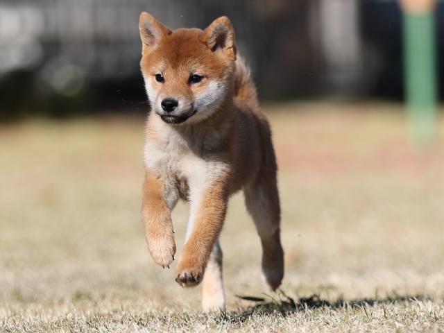 AI5I0975-puppy AI5I0975-puppy
