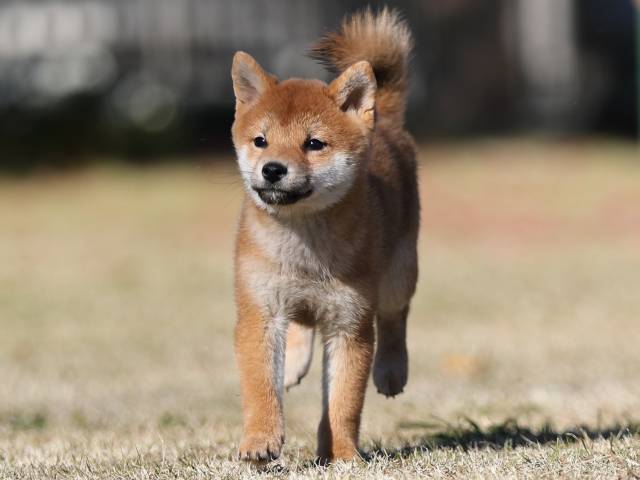 AI5I0976-puppy AI5I0976-puppy