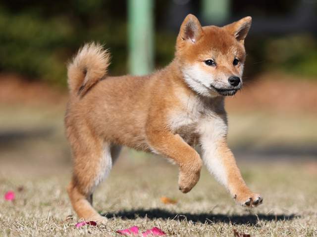 AI5I0996-puppy AI5I0996-puppy