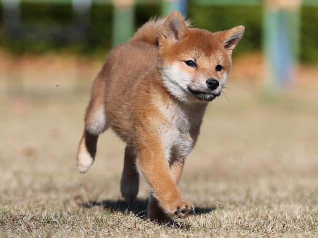 AI5I1012-puppy AI5I1012-puppy