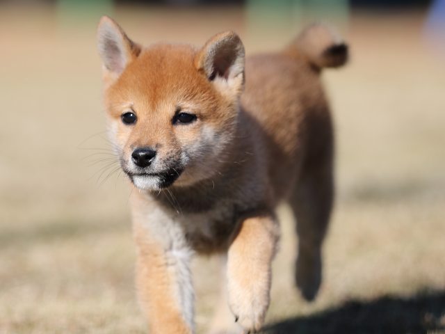 AI5I1056-puppy AI5I1056-puppy