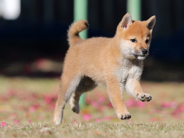 AI5I1069-puppy AI5I1069-puppy
