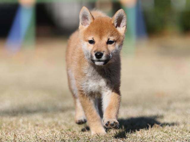 AI5I1141-puppy AI5I1141-puppy