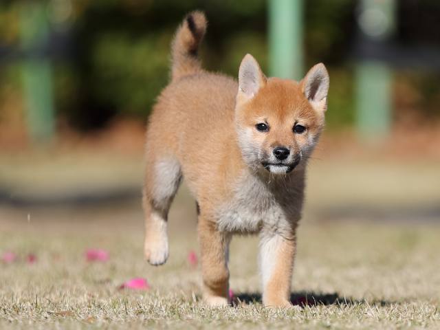 AI5I1168-puppy AI5I1168-puppy