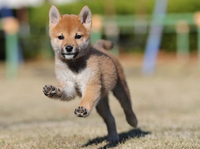AI5I1190-puppy AI5I1190-puppy