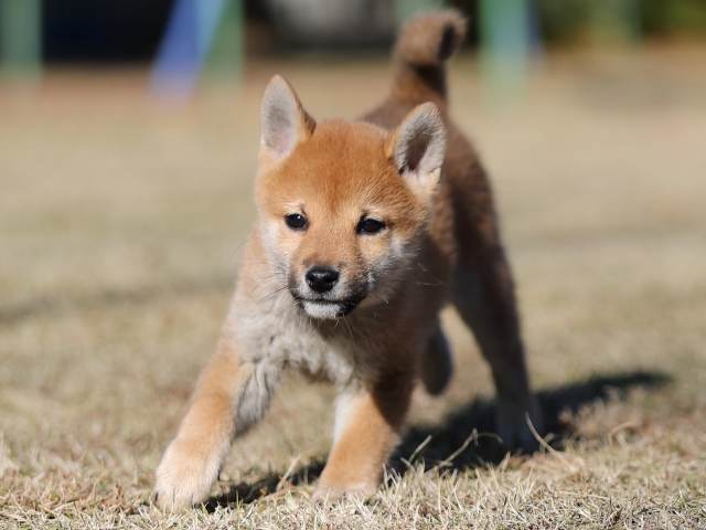 AI5I1194-puppy AI5I1194-puppy