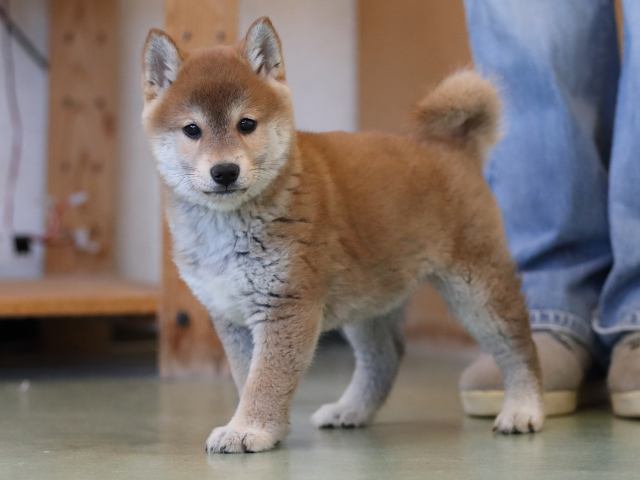 AI5I1251-puppy AI5I1251-puppy