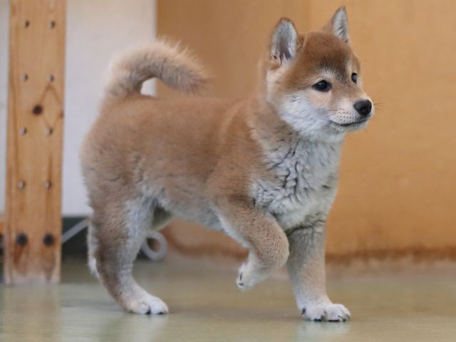 AI5I1257-puppy AI5I1257-puppy