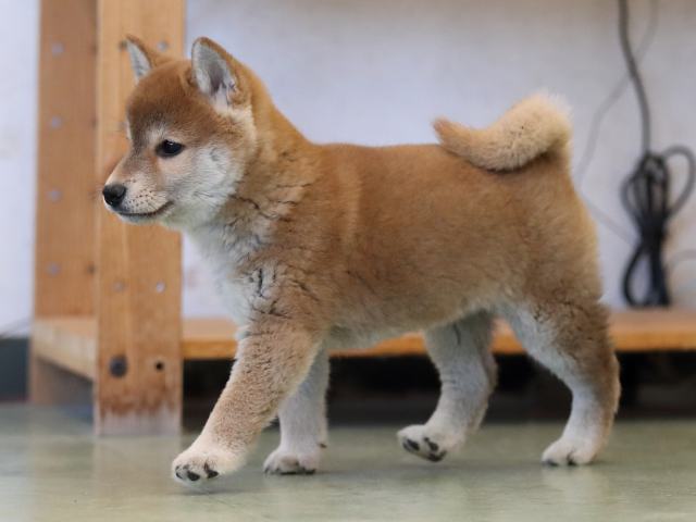 AI5I1273-puppy AI5I1273-puppy